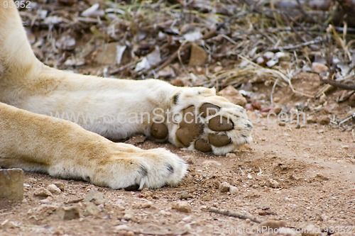 Image of African Lion