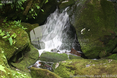 Image of Forest Stream