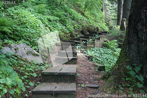 Image of Trail Through Alaska Forest