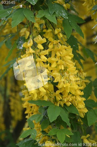 Image of Golden Chain Flowers
