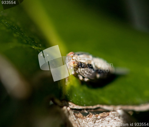 Image of Issus coleoptratus nymph