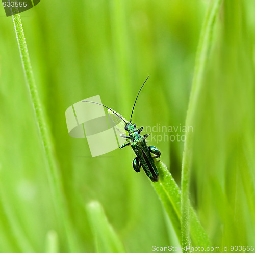 Image of Oedemera nobilis beetle