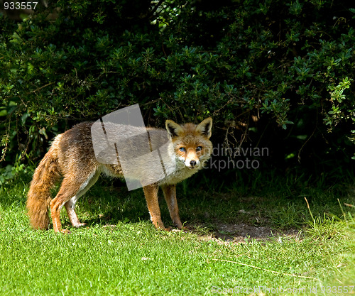 Image of Old Blind Fox