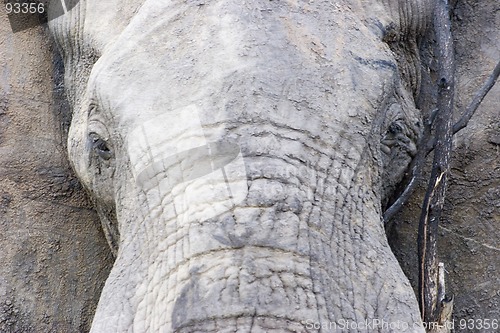 Image of African Elephant