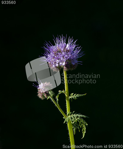 Image of Phacelia tanacetifolia