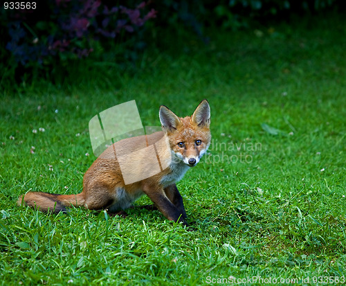 Image of Red Fox Cub
