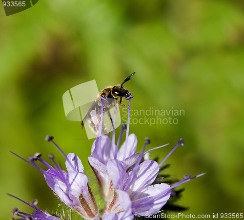 Image of Solitary Bee on Phacelia flower