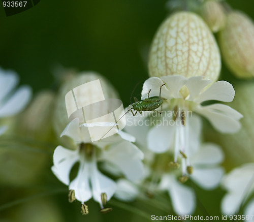Image of Speckled Bush Cricket on Bladder Campion