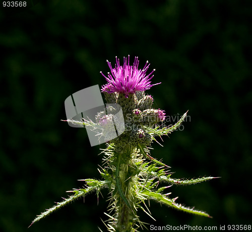 Image of Thistle