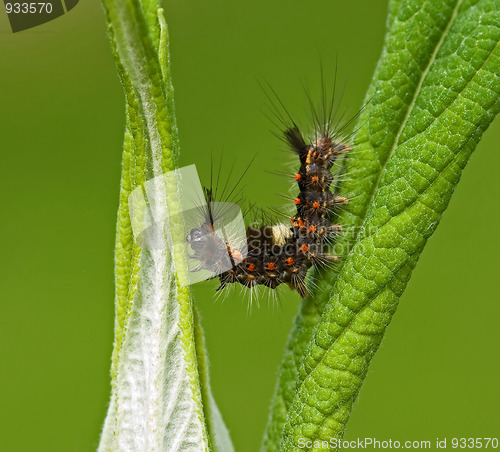 Image of Vapourer Moth Caterpillar