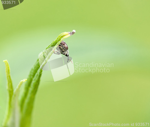 Image of Cionus hortulanus weevil