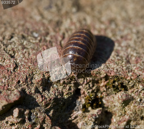 Image of Common Pill Woodlouse