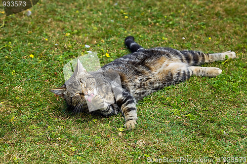 Image of Cat washing