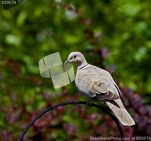 Image of Collared Dove