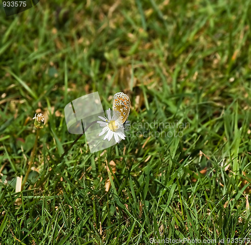 Image of Common Blue butterfly on daisy