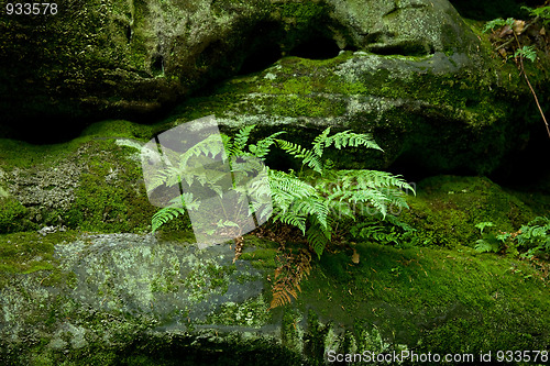 Image of Fern and Rocks