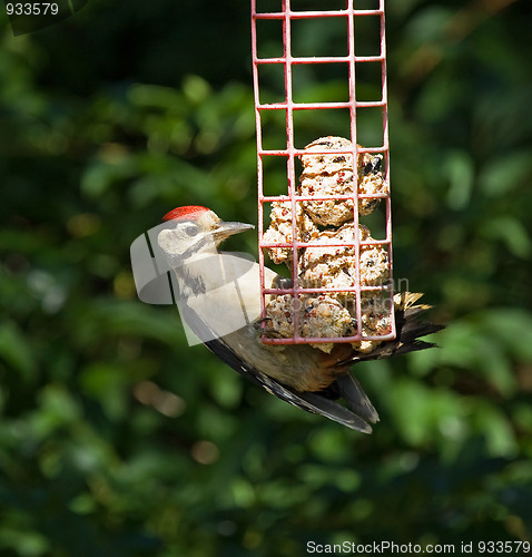 Image of Great Spotted Woodpecker in sunlight