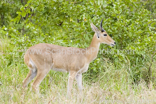 Image of Common reedbuck