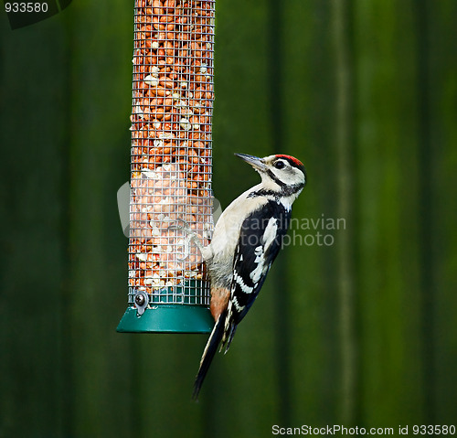 Image of Great Spotted Woodpecker on feeder