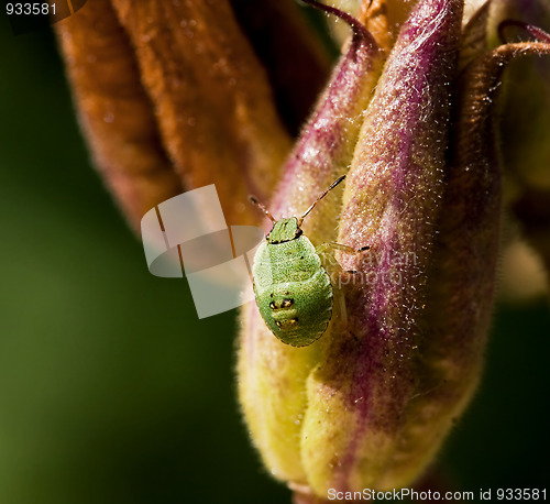 Image of Green Shield Bug Nymph