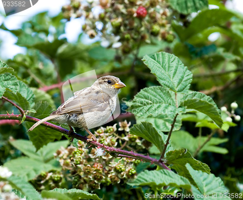 Image of House Sparrow