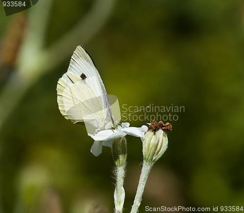 Image of Large White Butterfly 