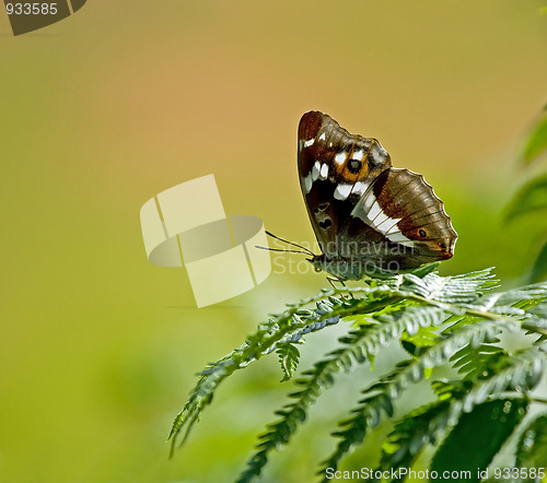 Image of Purple Emperor butterfly