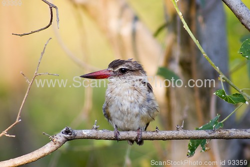 Image of Brown hooded kingfisher