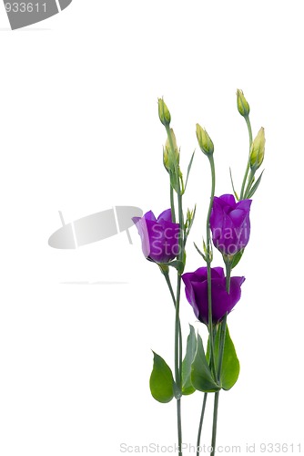 Image of Beautiful violet flower