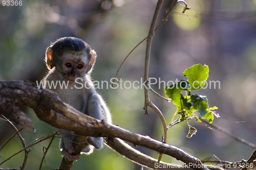 Image of Vervet monkey