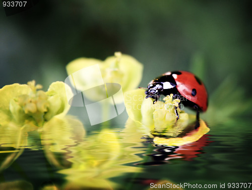 Image of Ladybug on flowers