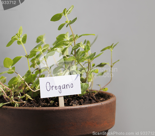 Image of Oregano