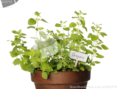 Image of Oregano