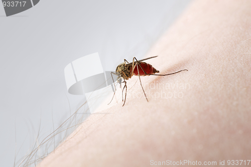 Image of Mosquito