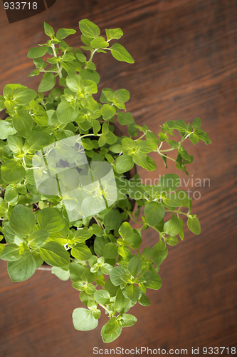 Image of Oregano