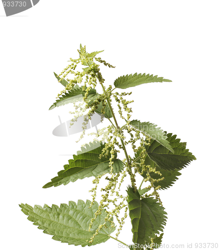 Image of Stinging Nettle