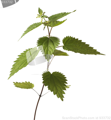 Image of Stinging Nettle