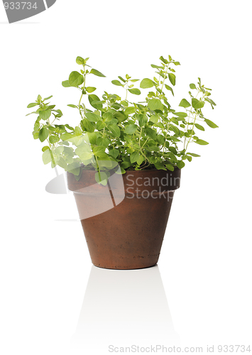 Image of Oregano