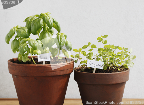 Image of Basil and oregano