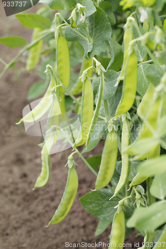 Image of Sugar peas