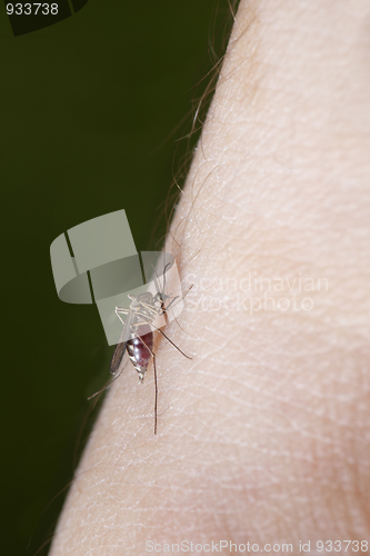 Image of Mosquito