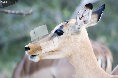 Image of Impala