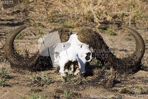 Image of Cape buffalo