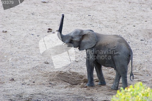 Image of African Elephant