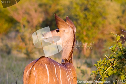 Image of Kudu