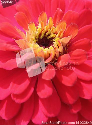 Image of Flower closeup