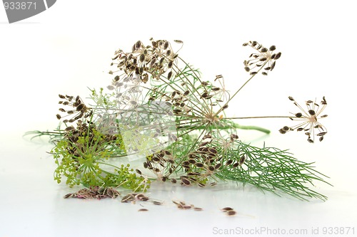 Image of Dill