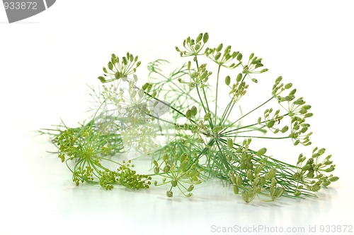 Image of Dill