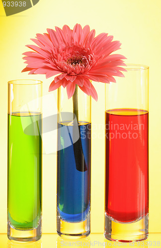 Image of gerbera