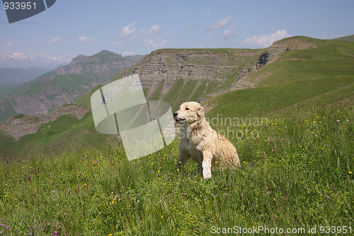 Image of Dog in mountains